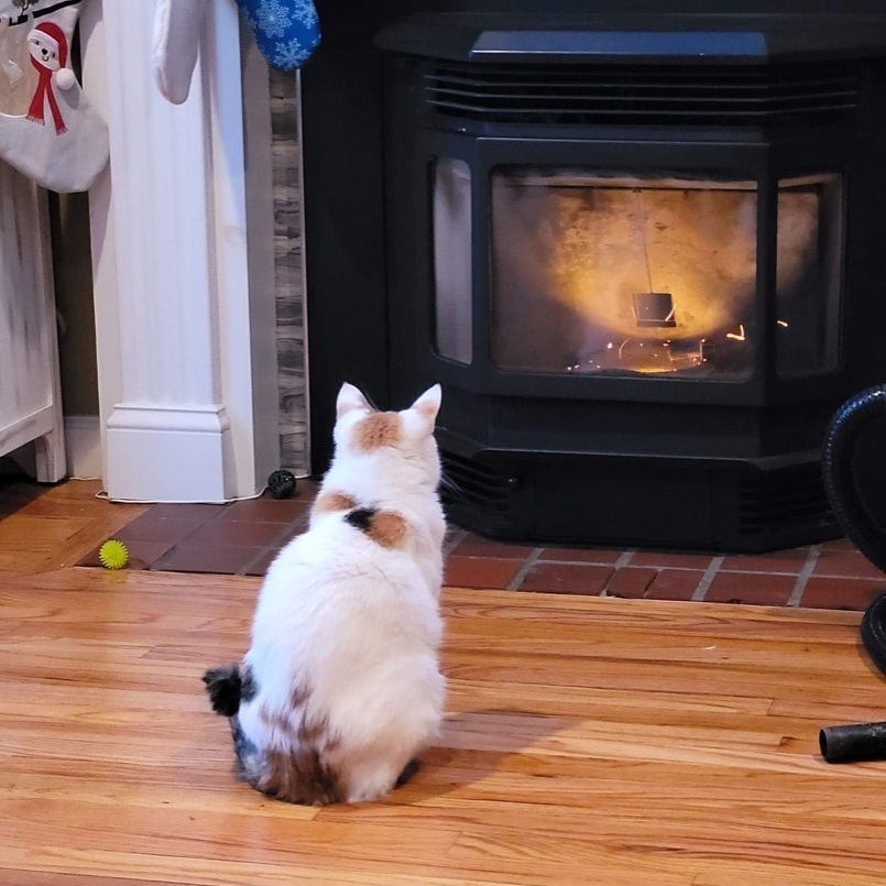 Callie, an adoptable Turkish Van in Manchester, CT, 06042 | Photo Image 5