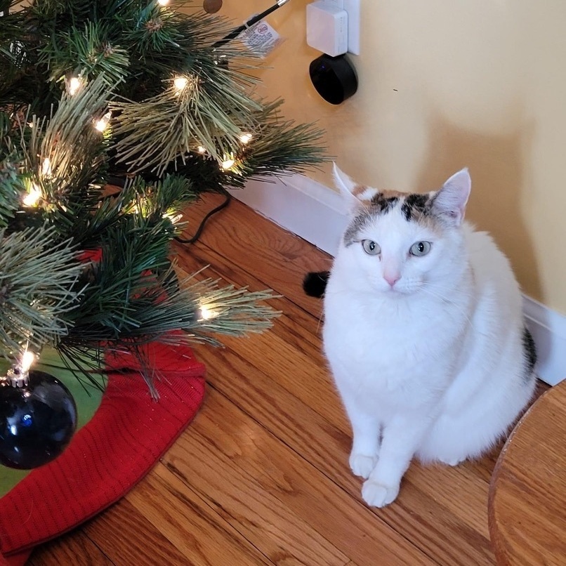 Callie, an adoptable Turkish Van in Manchester, CT, 06042 | Photo Image 6