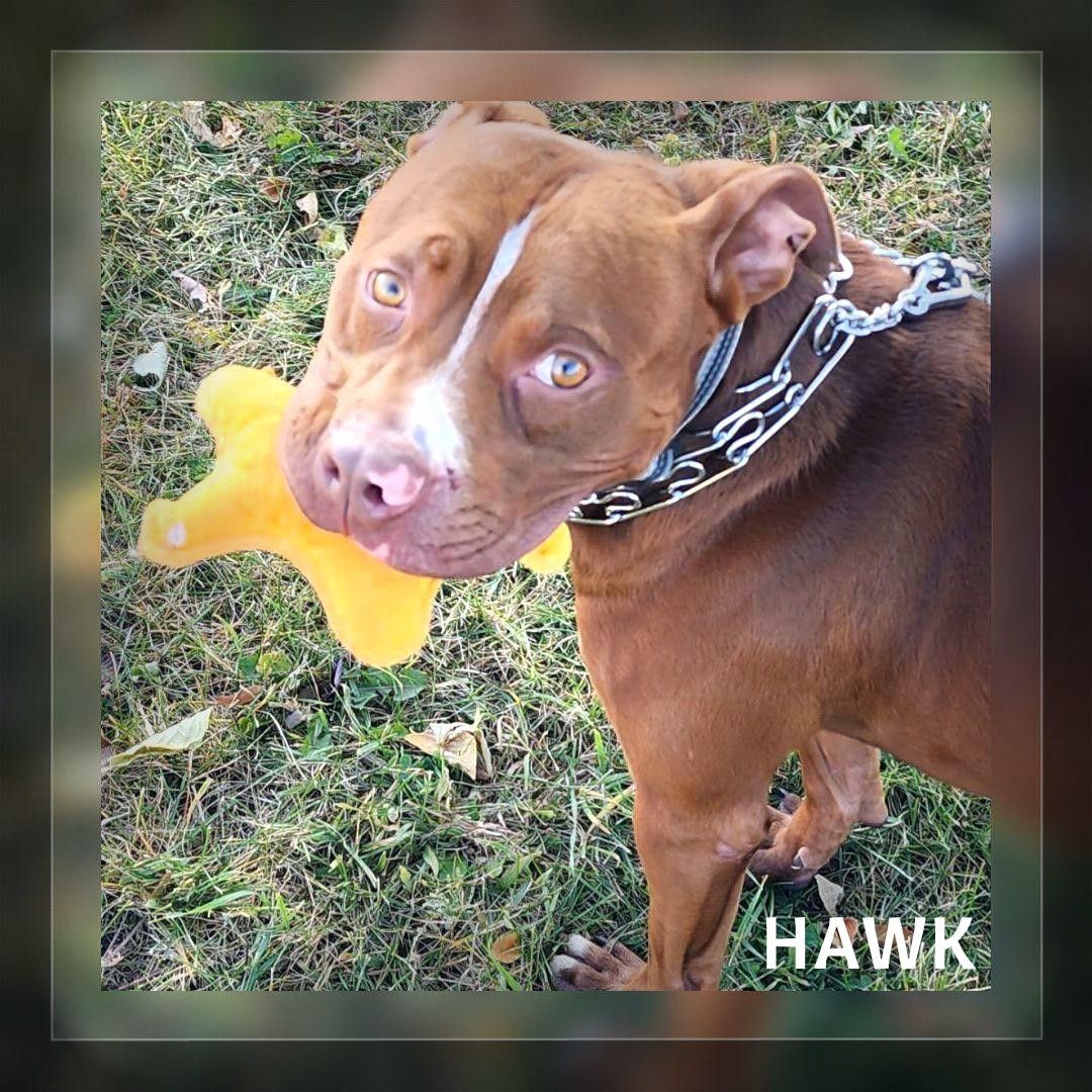 Hawk, an adoptable Pit Bull Terrier in Whiting, IN, 46394 | Photo Image 1