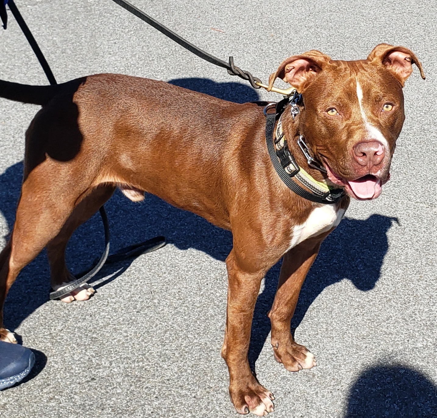Hawk, an adoptable Pit Bull Terrier in Whiting, IN, 46394 | Photo Image 3
