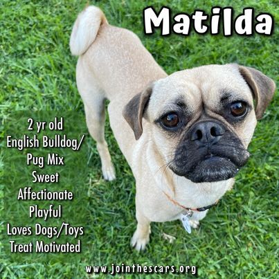 Matilda, an adopted English Bulldog & Pug Mix in Glendora, CA_image-1