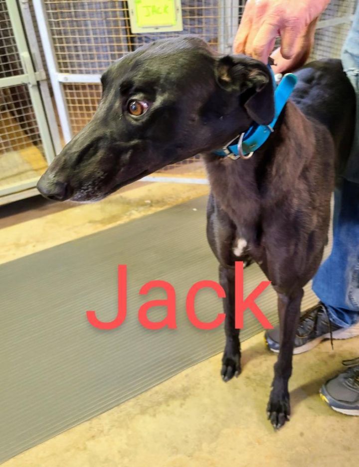 Jack, an adopted Greyhound in Burlington, WI_image-1
