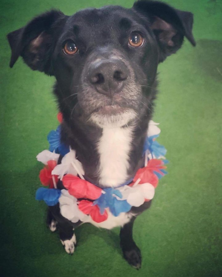 Scout, an adoptable Border Collie Mix in Kentwood, MI_image-5