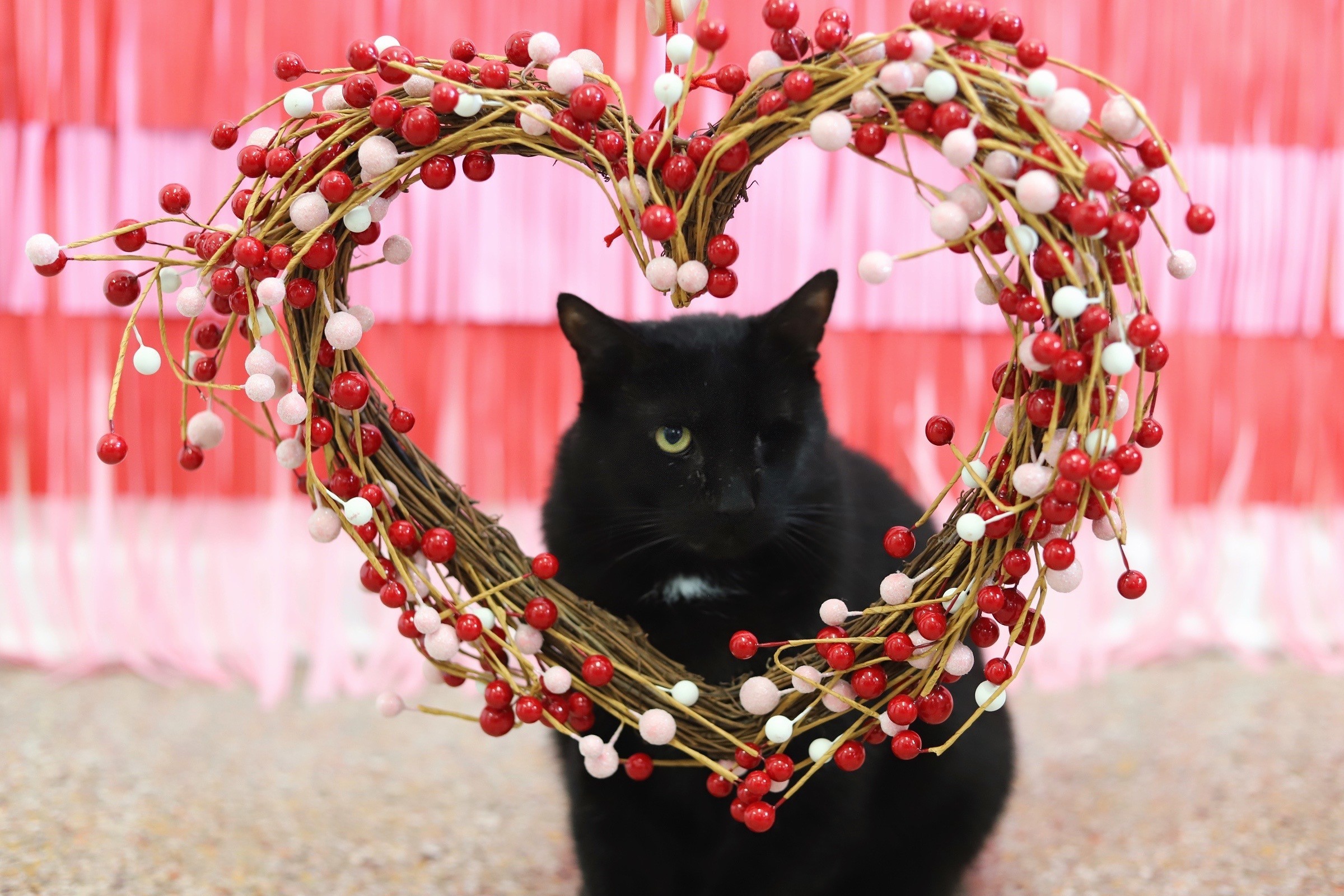 Basilio, an adoptable Domestic Short Hair in Fairhope, AL, 36532 | Photo Image 1