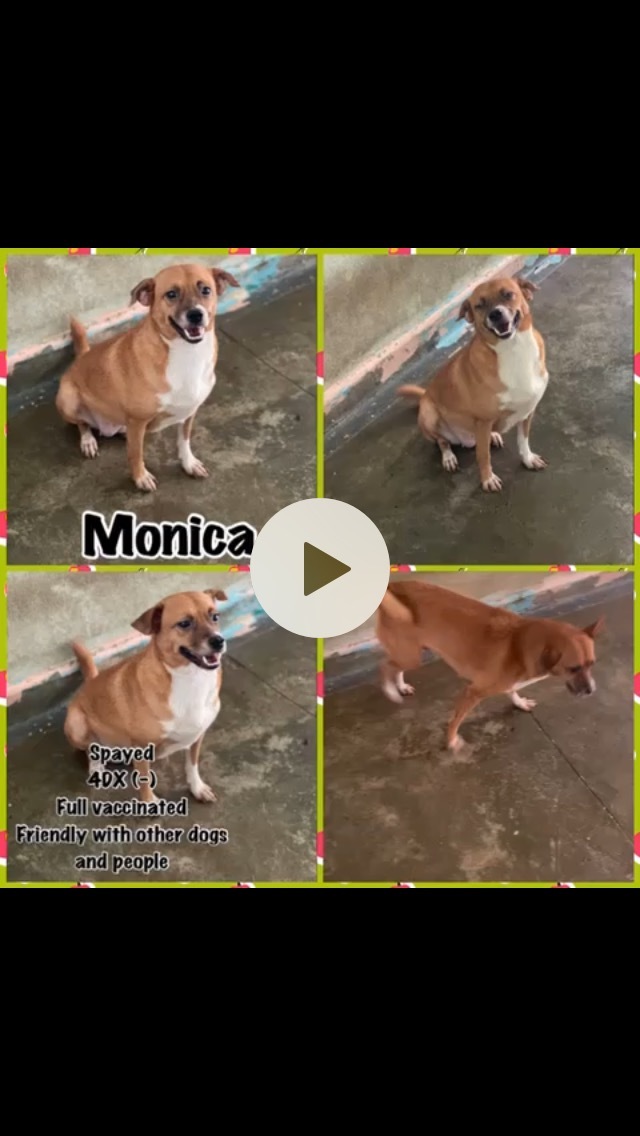 Monica PR Beaglex 2