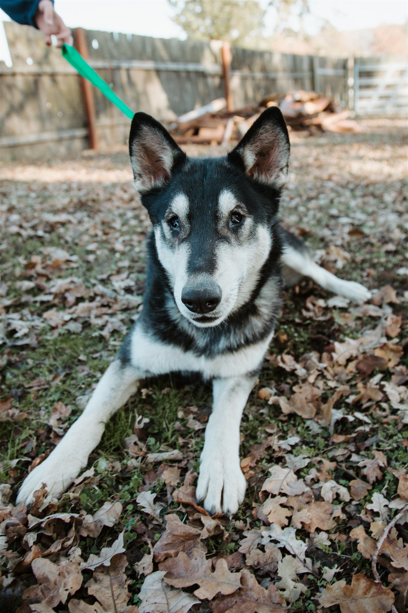 Arya, an adoptable Husky, Shepherd in Sonoma, CA, 95476 | Photo Image 1