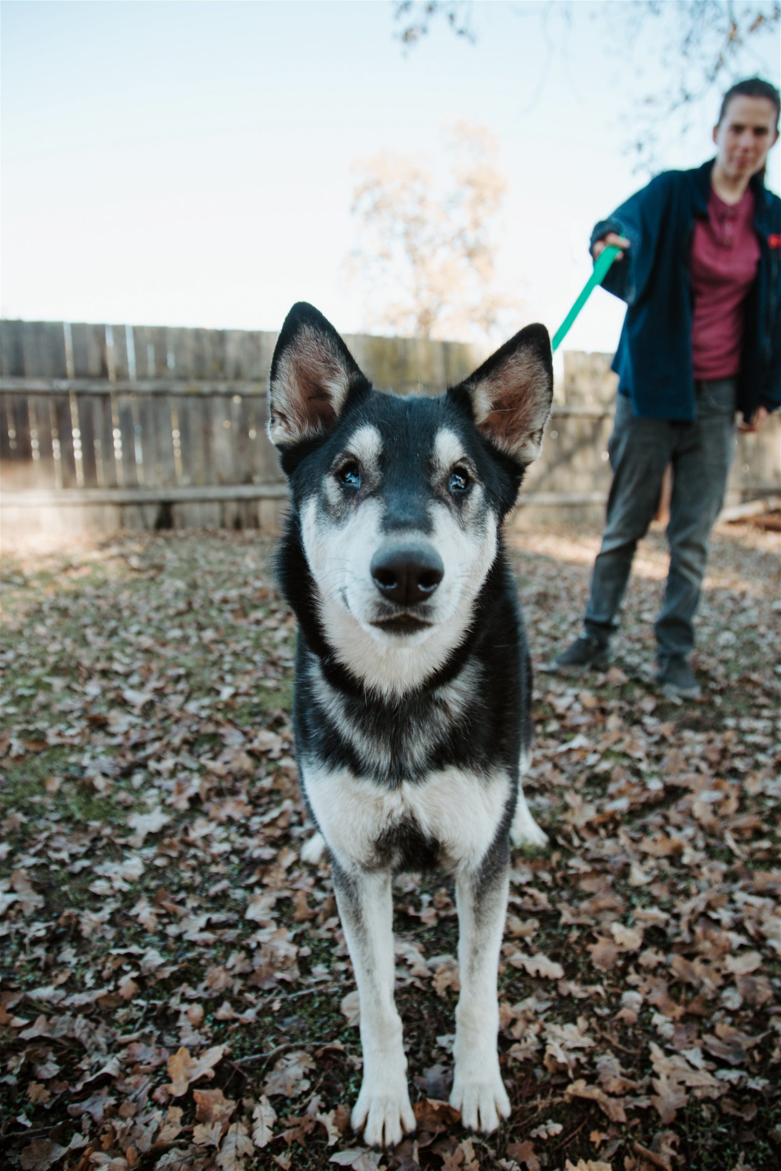 Arya, an adoptable Husky, Shepherd in Sonoma, CA, 95476 | Photo Image 2