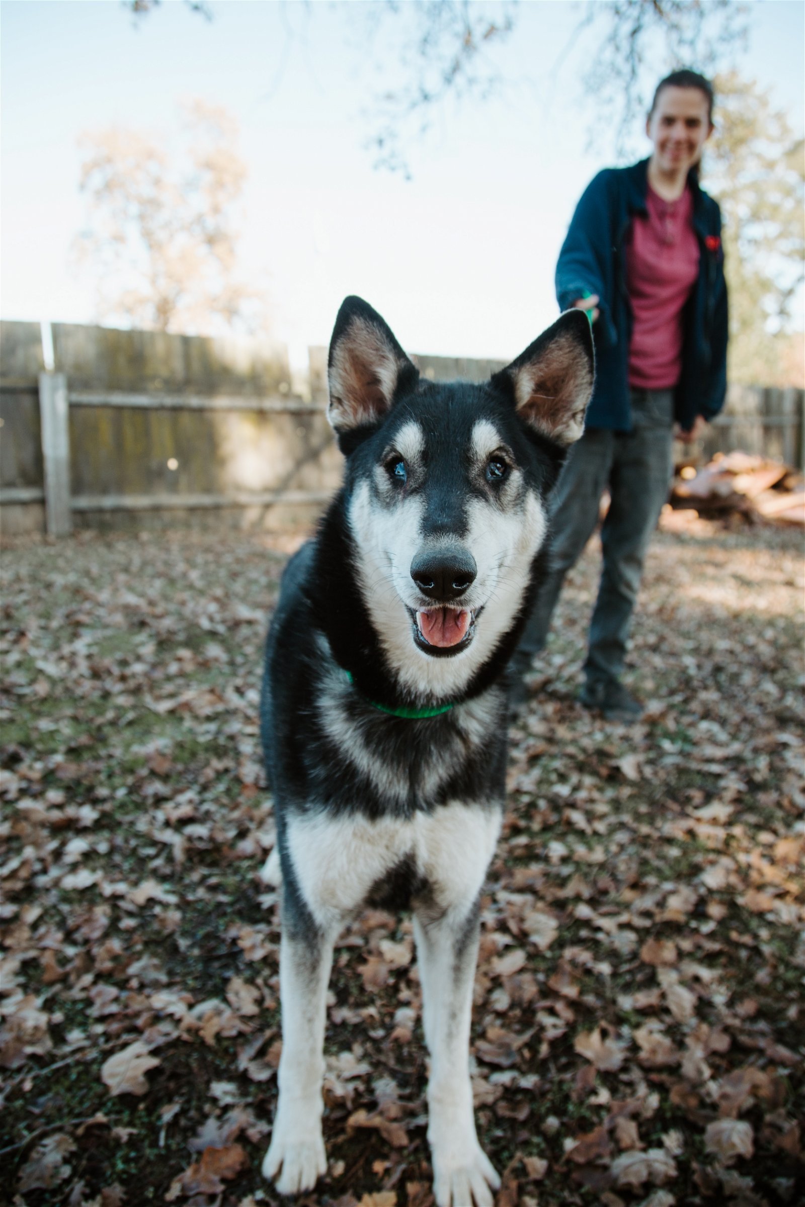 Arya, an adoptable Husky, Shepherd in Sonoma, CA, 95476 | Photo Image 3
