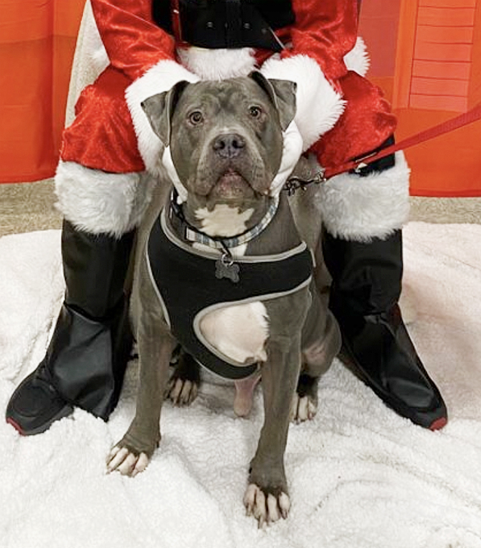 Blue, an adopted Pit Bull Terrier in Oklahoma City, OK_image-5
