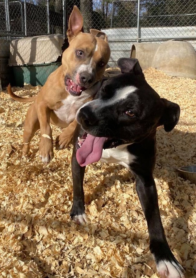 Mercury, an adoptable Hound, Labrador Retriever in Troy, AL, 36081 | Photo Image 3