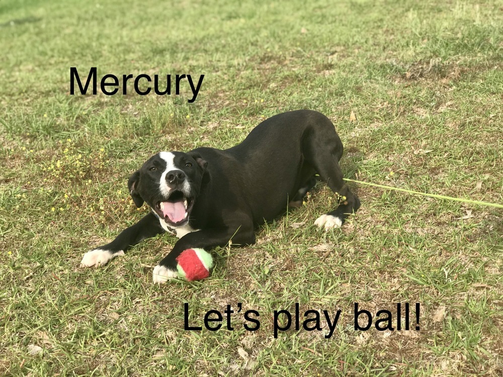 Mercury, an adoptable Hound, Labrador Retriever in Troy, AL, 36081 | Photo Image 3