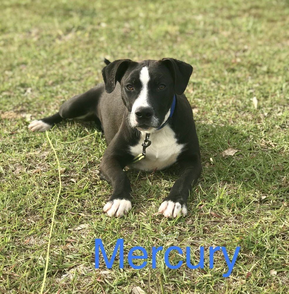 Mercury, an adoptable Hound, Labrador Retriever in Troy, AL, 36081 | Photo Image 4