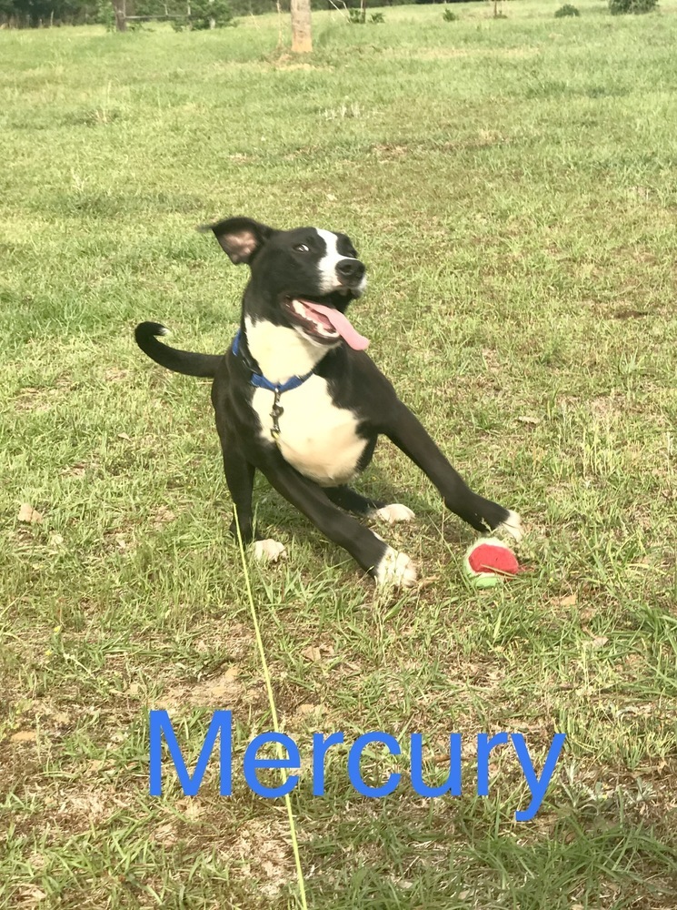 Mercury, an adoptable Hound, Labrador Retriever in Troy, AL, 36081 | Photo Image 5