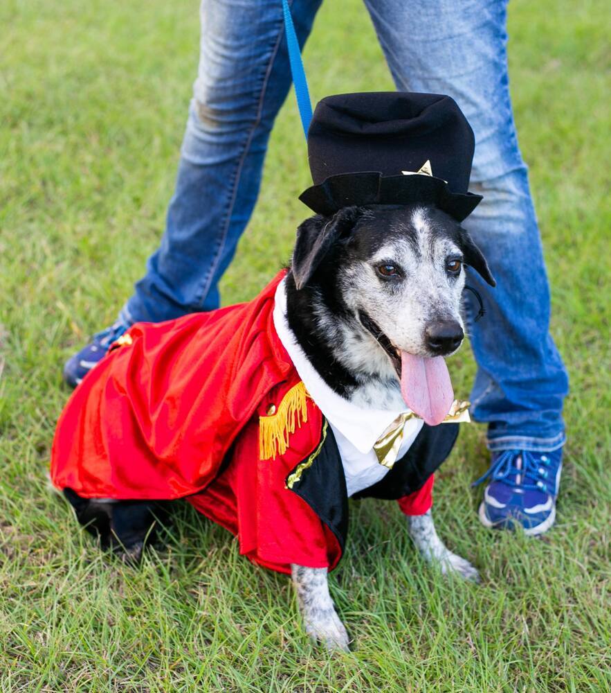 Cosmo, an adoptable Australian Cattle Dog / Blue Heeler in Troy, AL, 36081 | Photo Image 2