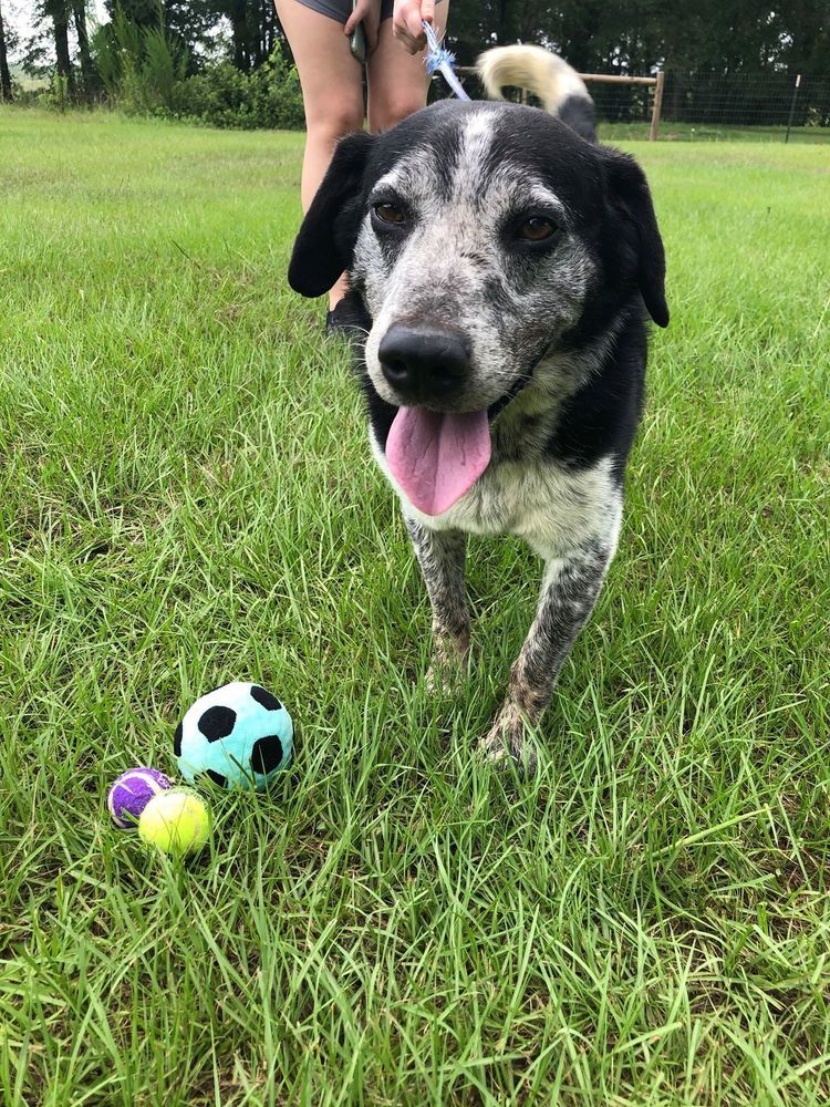 Cosmo, an adoptable Australian Cattle Dog / Blue Heeler in Troy, AL, 36081 | Photo Image 3