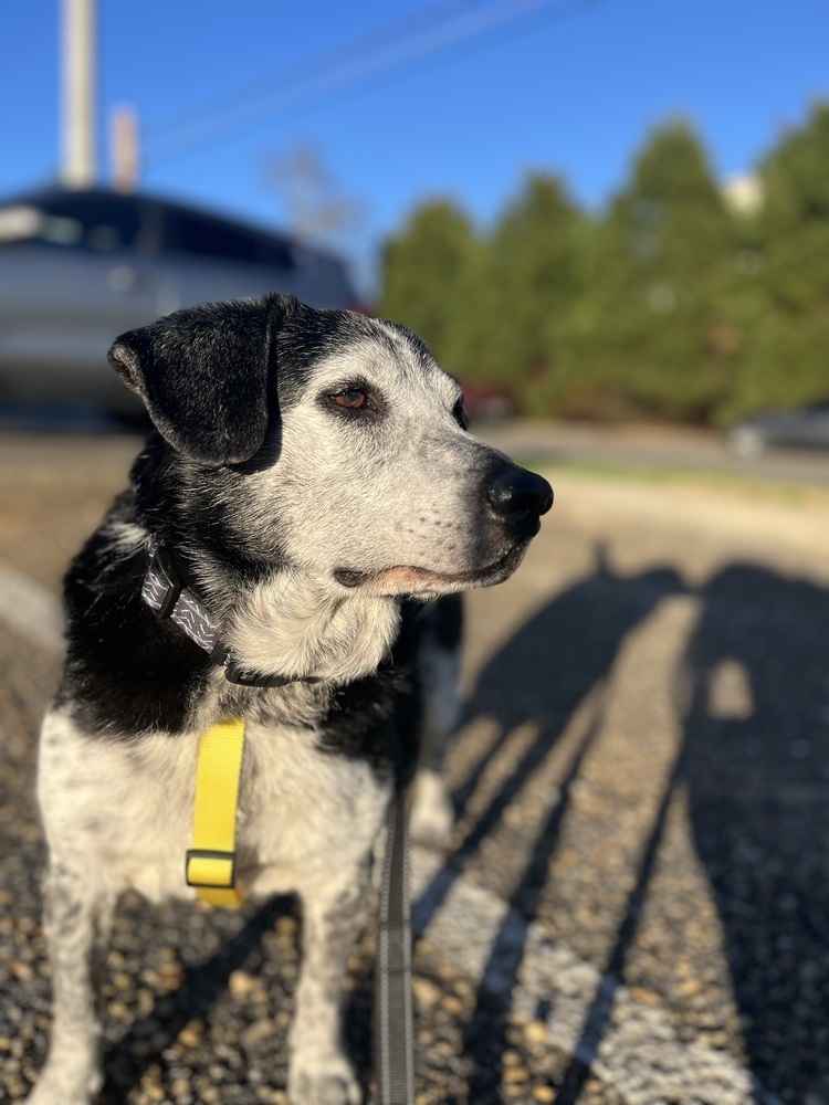 Cosmo, an adoptable Australian Cattle Dog / Blue Heeler in Troy, AL, 36081 | Photo Image 4