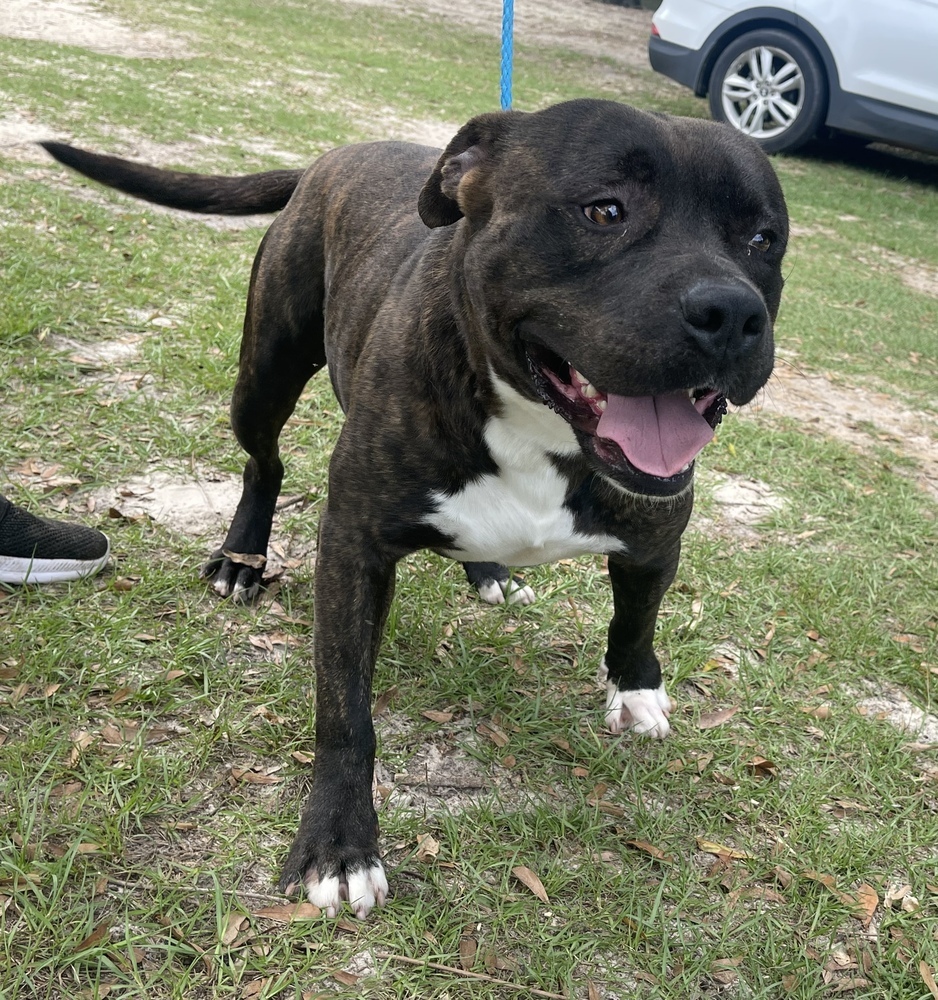 Joe, an adoptable Pit Bull Terrier in Troy, AL, 36081 | Photo Image 2