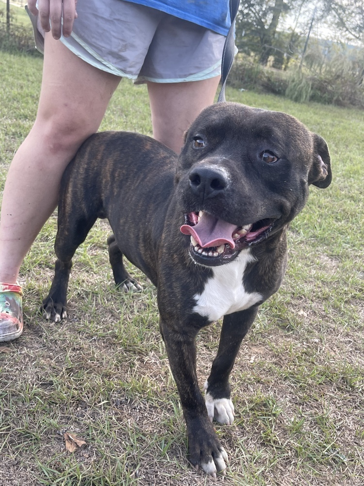 Joe, an adoptable Pit Bull Terrier in Troy, AL, 36081 | Photo Image 2