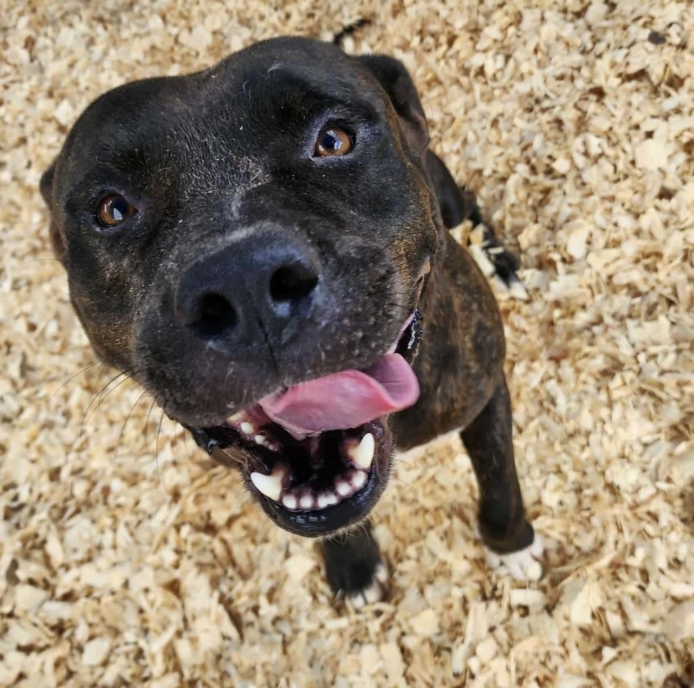Joe, an adoptable Pit Bull Terrier in Troy, AL, 36081 | Photo Image 4