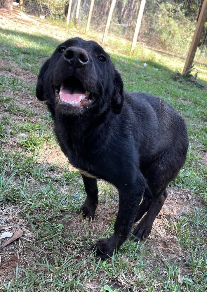 Malia (Special Needs - In Foster Home), an adoptable Labrador Retriever in Troy, AL, 36081 | Photo Image 1