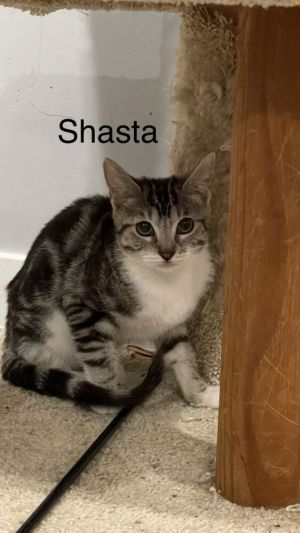 Shasta Domestic Short Hair Cat