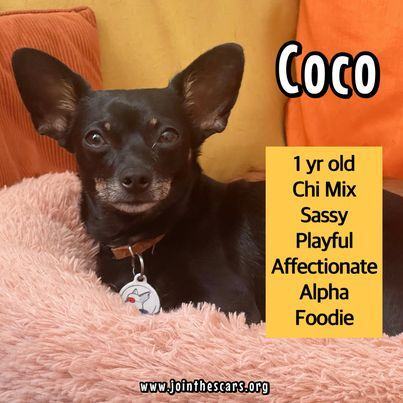 Coco, an adoptable Chihuahua Mix in Glendora, CA_image-4