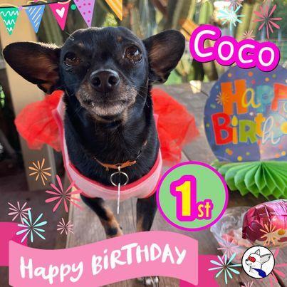 Coco, an adoptable Chihuahua Mix in Glendora, CA_image-5