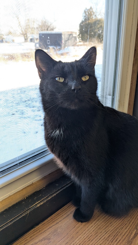 Devlin, an adoptable Domestic Short Hair in Portland, IN, 47371 | Photo Image 1