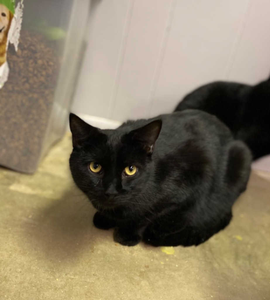 Devlin, an adoptable Domestic Short Hair in Portland, IN, 47371 | Photo Image 5