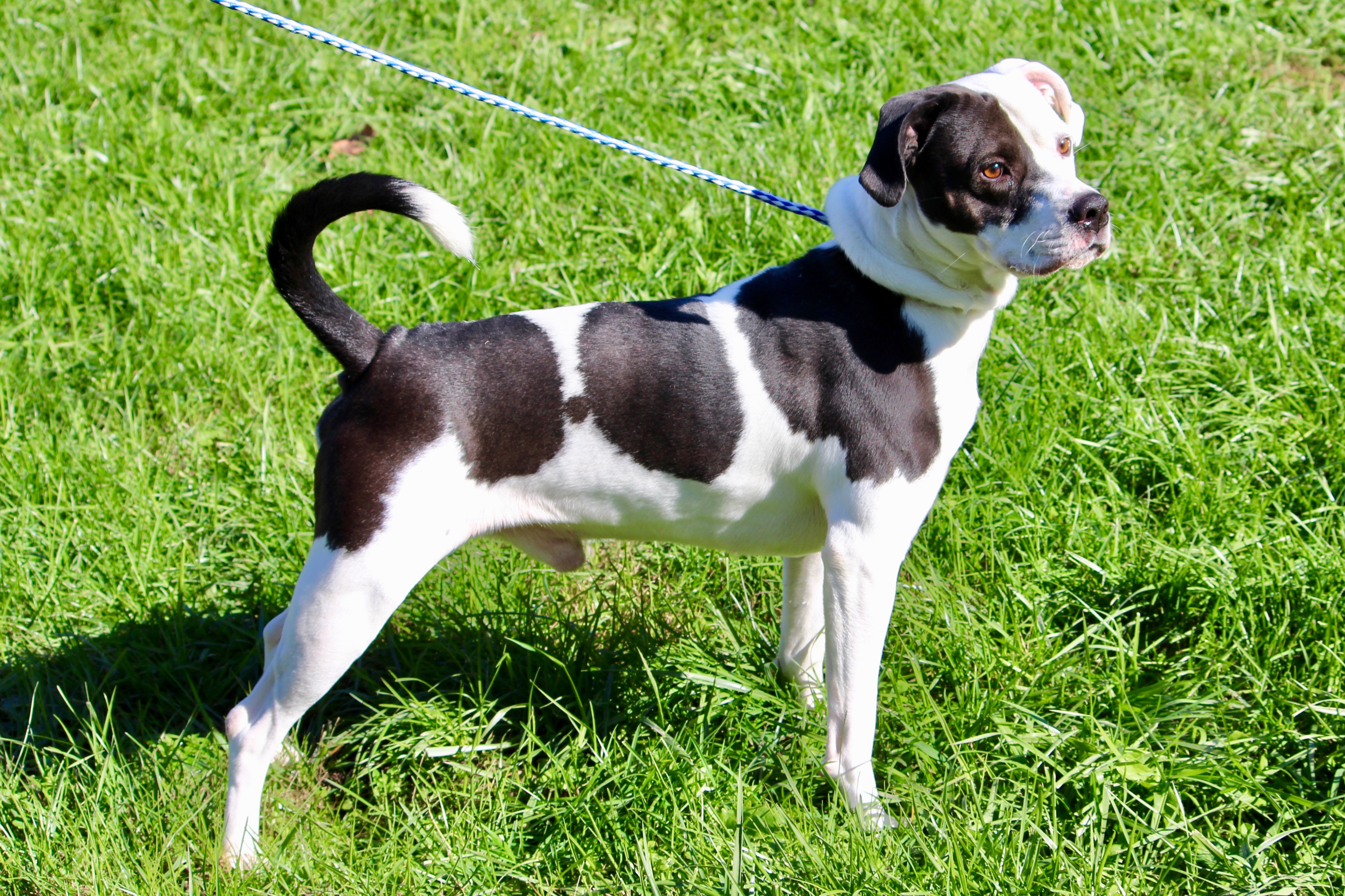 TYSON, an adoptable Terrier in Brazil, IN, 47834 | Photo Image 2