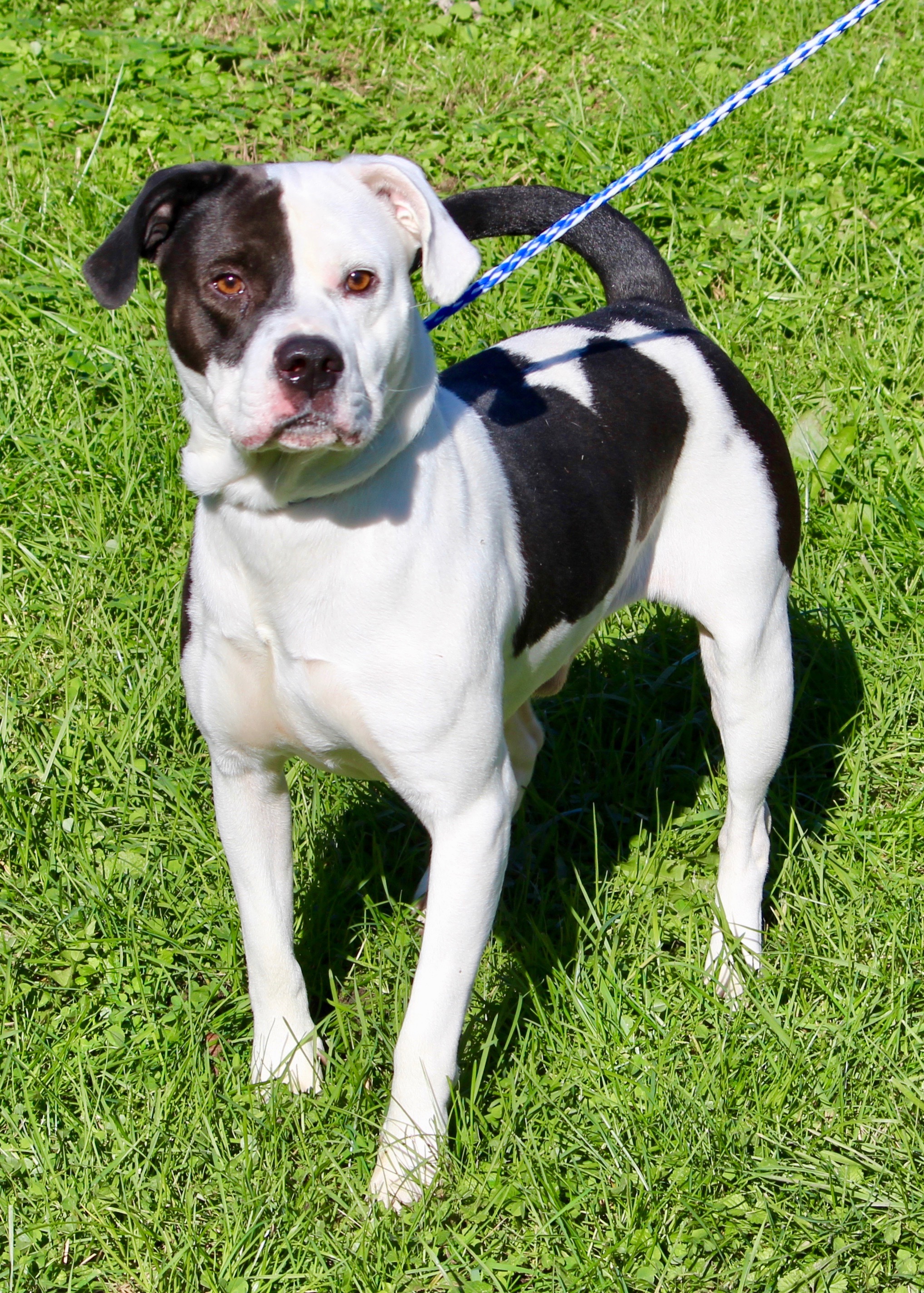 TYSON, an adoptable Terrier in Brazil, IN, 47834 | Photo Image 3