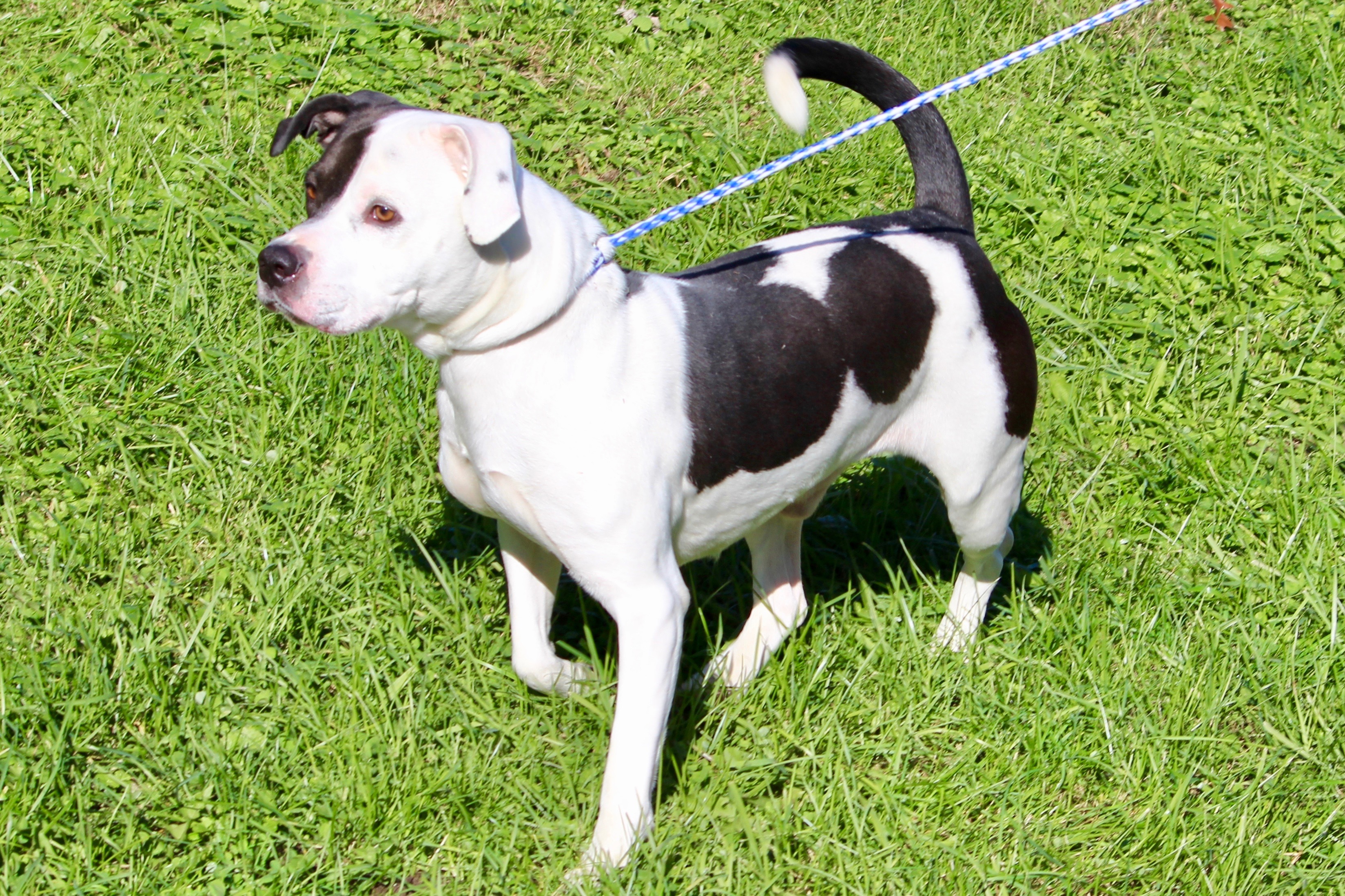 TYSON, an adoptable Terrier in Brazil, IN, 47834 | Photo Image 4