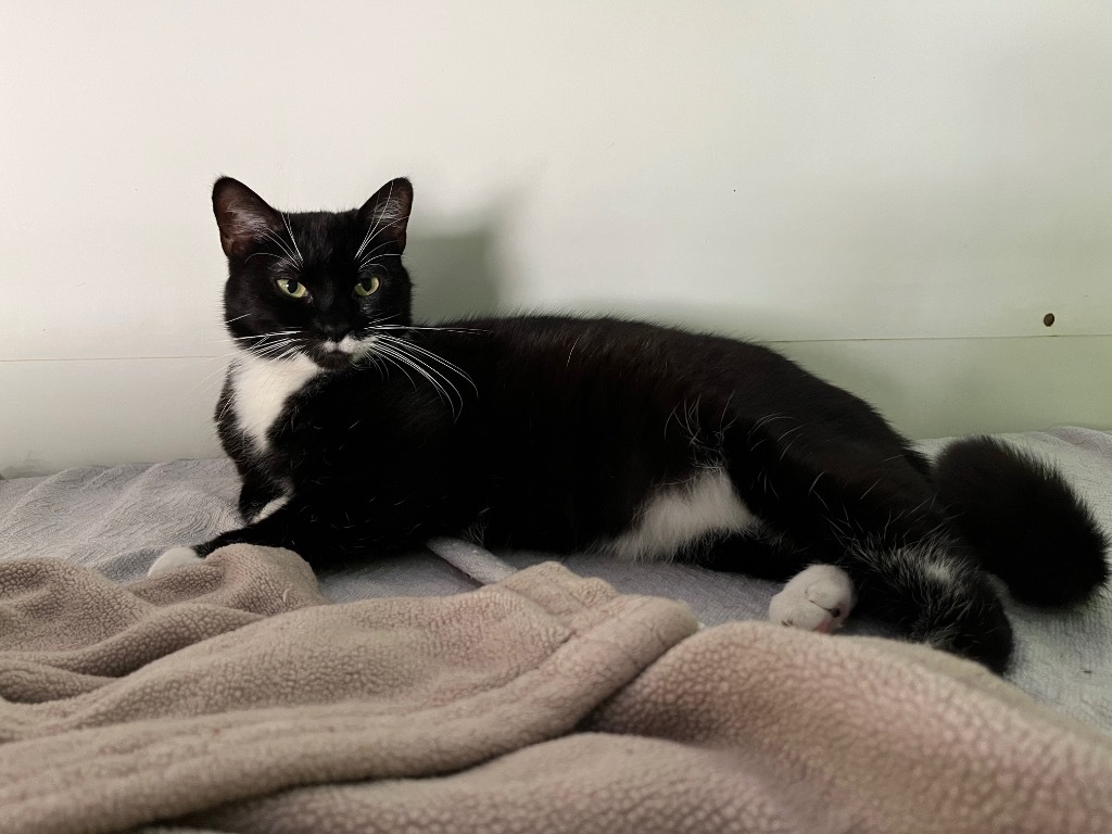 Maggie, an adoptable Domestic Short Hair in Pittsboro, NC, 27312 | Photo Image 1