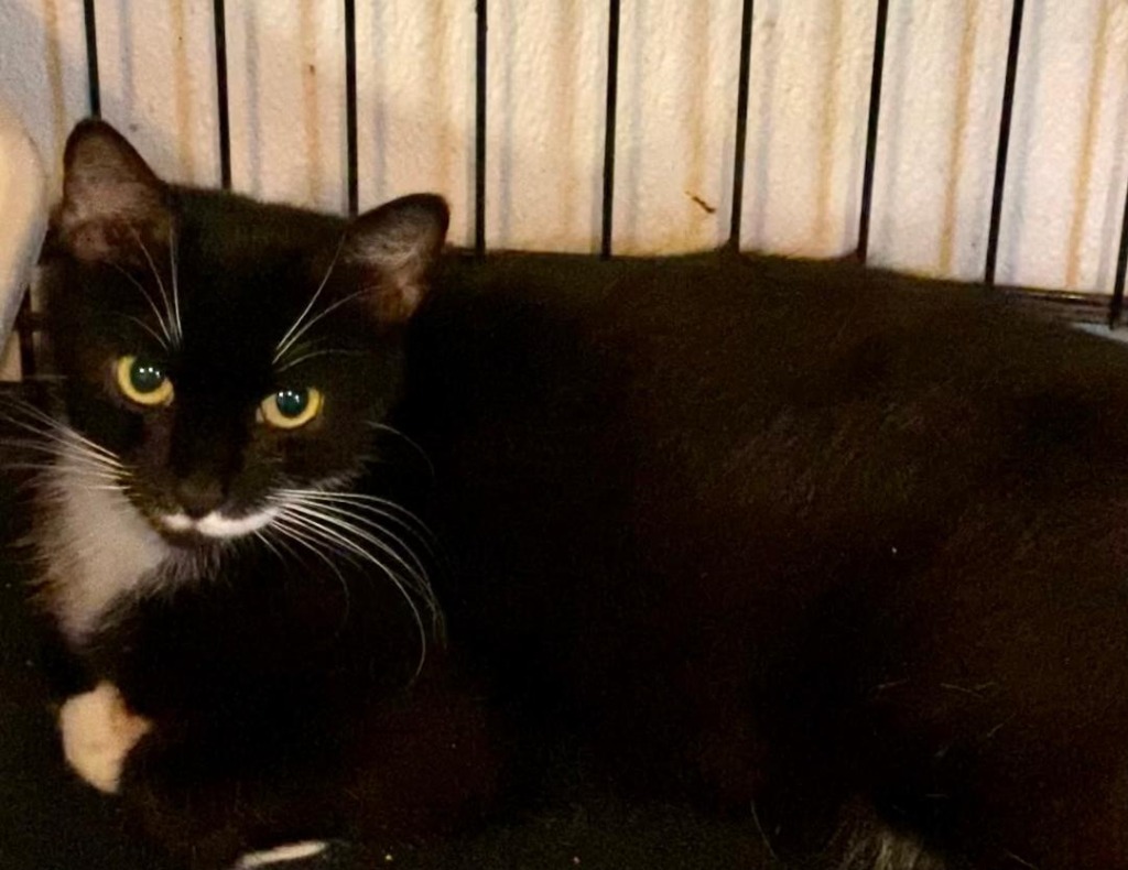 Maggie, an adoptable Domestic Short Hair in Pittsboro, NC, 27312 | Photo Image 2