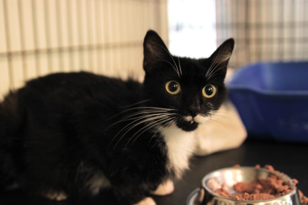 Maggie, an adoptable Domestic Short Hair in Pittsboro, NC, 27312 | Photo Image 3
