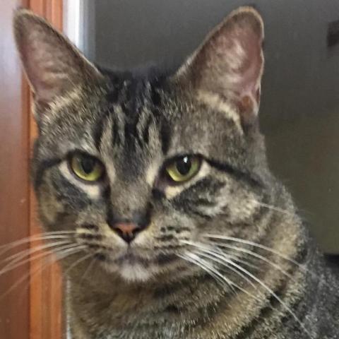 Annabelle, an adoptable Domestic Short Hair in Rochester, MN, 55903 | Photo Image 1