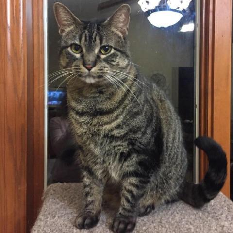 Annabelle, an adoptable Domestic Short Hair in Rochester, MN, 55903 | Photo Image 2