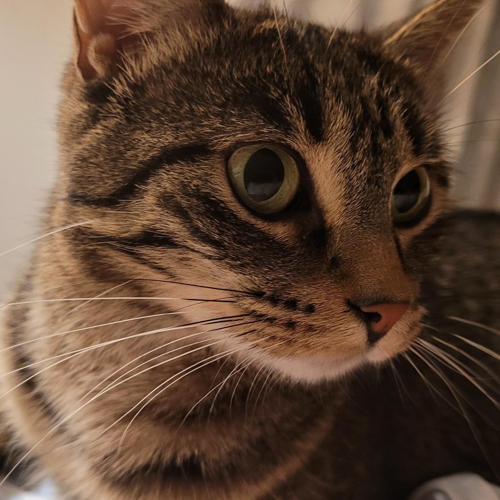 Baby Girl, an adoptable Domestic Short Hair in Rochester, MN, 55903 | Photo Image 1