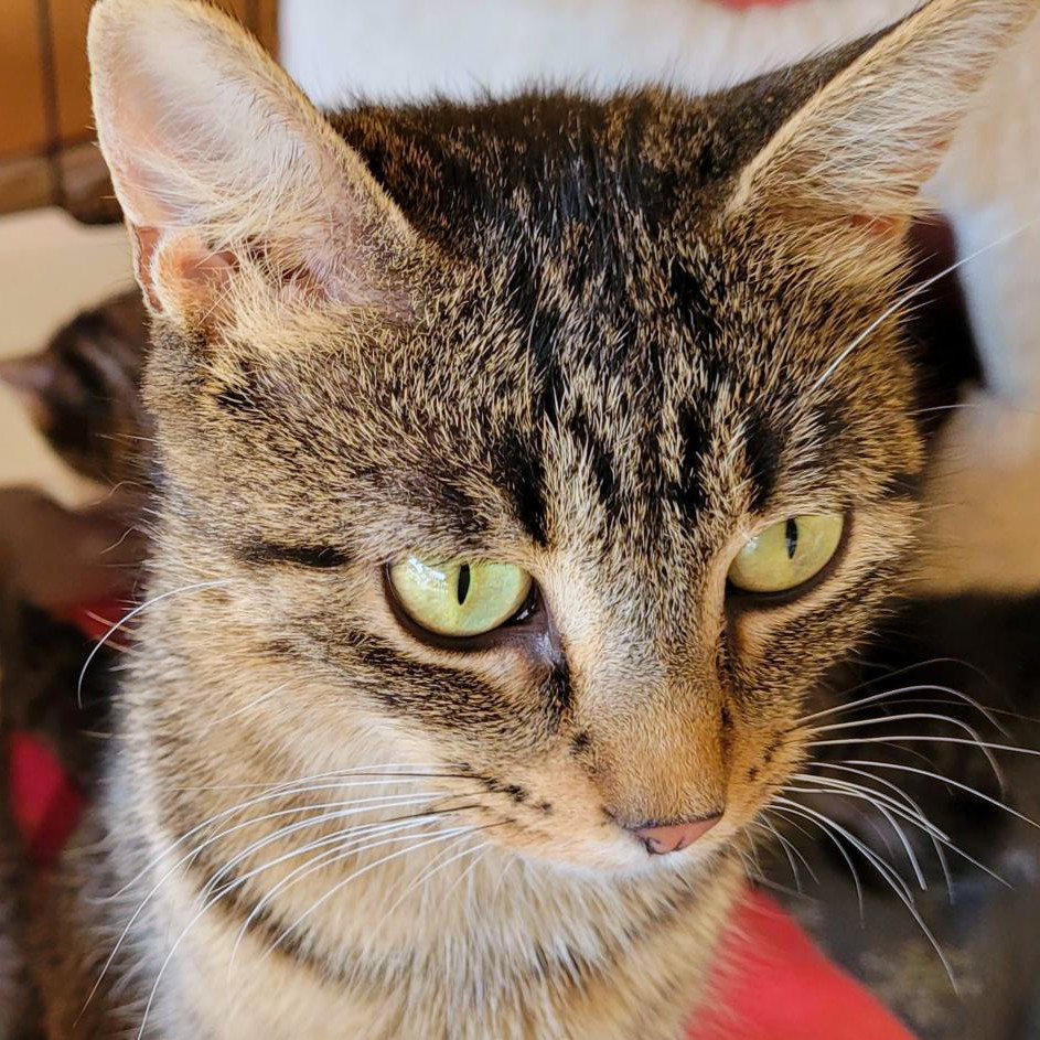 Baby Girl, an adoptable Domestic Short Hair in Rochester, MN, 55903 | Photo Image 1