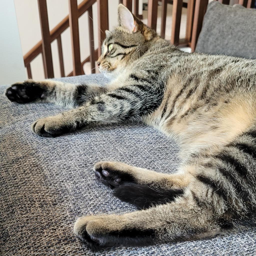 Baby Girl, an adoptable Domestic Short Hair in Rochester, MN, 55903 | Photo Image 2