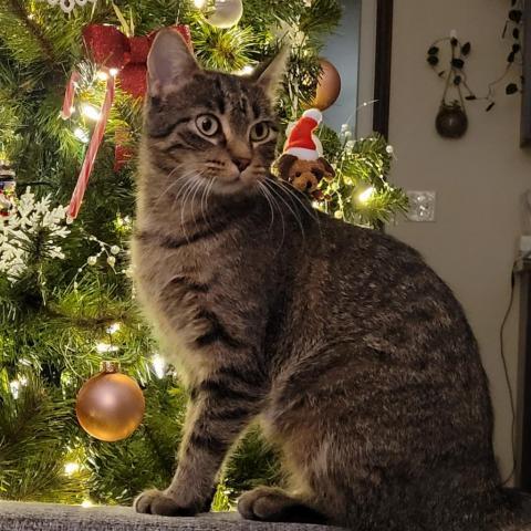 Baby Girl, an adoptable Domestic Short Hair in Rochester, MN, 55903 | Photo Image 3