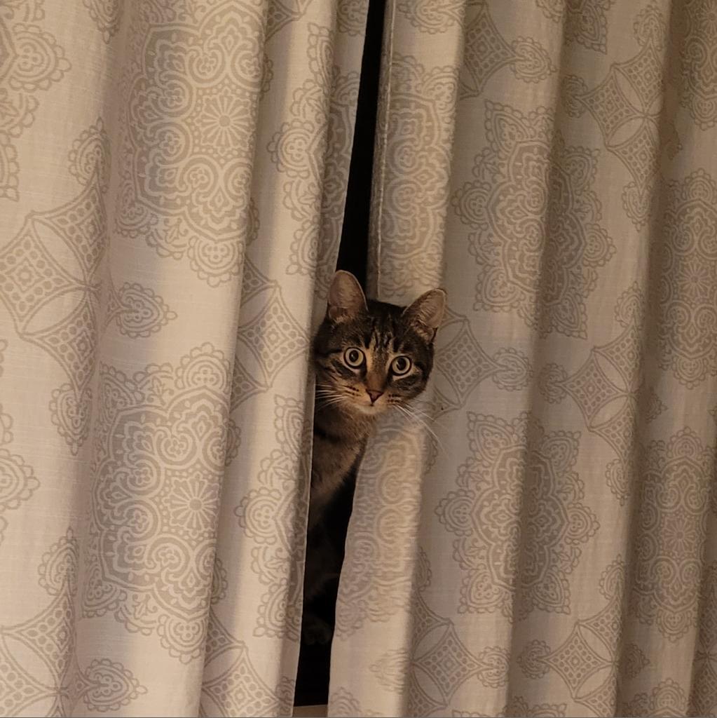 Baby Girl, an adoptable Domestic Short Hair in Rochester, MN, 55903 | Photo Image 3