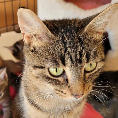 Baby Girl, an adoptable Domestic Short Hair in Rochester, MN, 55903 | Photo Image 5