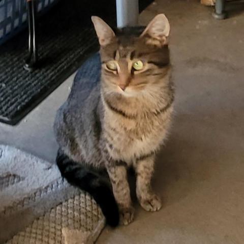 Baby Girl, an adoptable Domestic Short Hair in Rochester, MN, 55903 | Photo Image 5