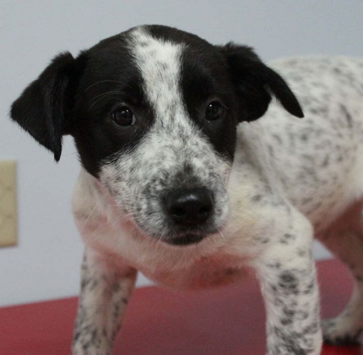 Darius, an adopted Cattle Dog Mix in Neillsville, WI_image-1