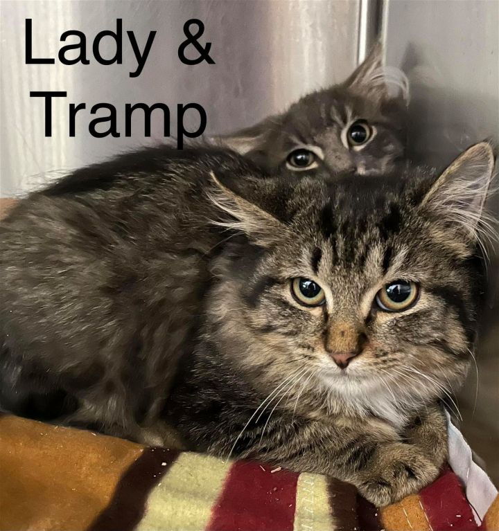 Lady & the Tramp, an adopted Domestic Long Hair Mix in Bridgewater, NJ_image-1