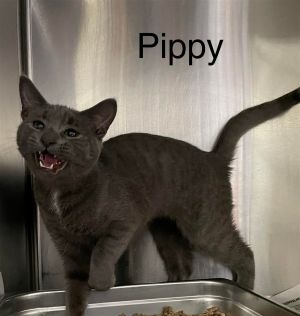 Pippy (f)
