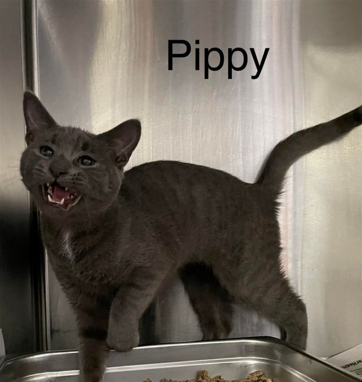 Pippy (f) 1