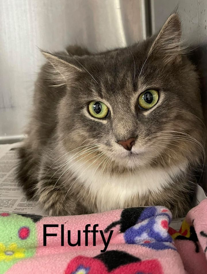 Fluffy (f), an adopted Domestic Medium Hair Mix in Bridgewater, NJ_image-1