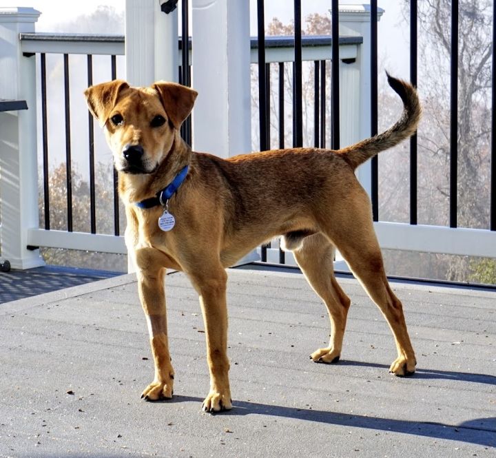Copper, an adopted Carolina Dog & Beagle Mix in Bethel, CT_image-2